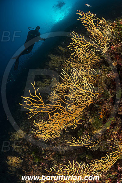 Island Lastovo, Croatia, Adriatic sea, Mediterranean sea, Eunicella cavolini, Eunicella, Gorgoniidae, Yellow gorgonian, Sea fan, Coral, Cnidaria, Cnidarian, Reef, Diver