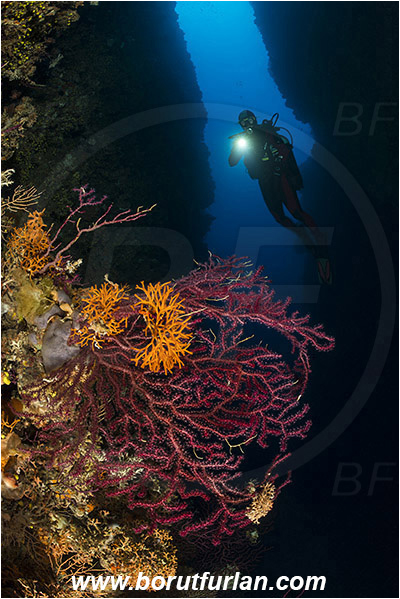 Island Lastovo, Croatia, Adriatic sea, Mediterranean sea, Paramuricea clavata, Paramuricea, Plexauridae, Mediterranean gorgonian, Red gorgonian, Sea fan, Coral, Cnidaria, Cnidarian, Reef, Cave, Canyon, Diver