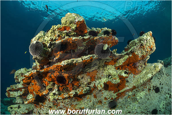 Island Lastovo, Croatia, Adriatic sea, Mediterranean sea, Reef, Rocks, Sea urchin