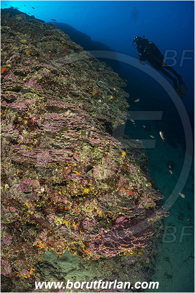 Island Lastovo, Croatia, Adriatic sea, Mediterranean sea, Reef, Peyssonnelia sp., Peyssonnelia, Peyssonneliaceae, Thalloid red algae, Algae, Reef, Diver