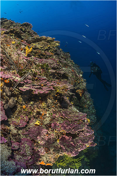 Island Lastovo, Croatia, Adriatic sea, Mediterranean sea, Reef, Peyssonnelia sp., Peyssonnelia, Peyssonneliaceae, Thalloid red algae, Algae, Reef, Diver