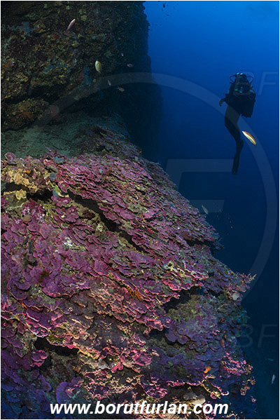 Island Lastovo, Croatia, Adriatic sea, Mediterranean sea, Reef, Peyssonnelia sp., Peyssonnelia, Peyssonneliaceae, Thalloid red algae, Algae, Reef, Diver