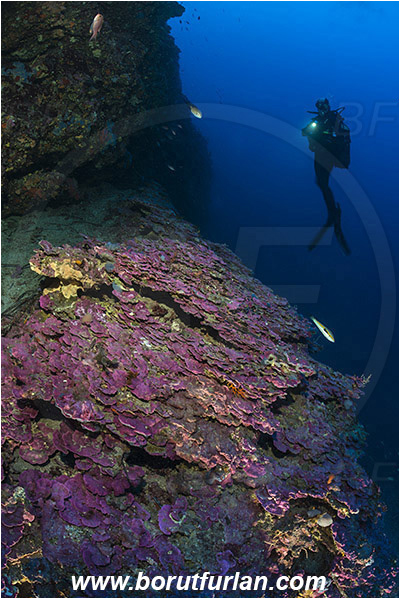 Island Lastovo, Croatia, Adriatic sea, Mediterranean sea, Reef, Peyssonnelia sp., Peyssonnelia, Peyssonneliaceae, Thalloid red algae, Algae, Reef, Diver