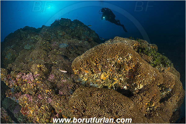 Island Lastovo, Croatia, Adriatic sea, Mediterranean sea, Cladocora caespitosa, Cladocora, Family: Scleractinia incertae sedis, Mediterranean pillow coral, Coral, Anthozoa, Cnidaria, Cnidarian, Reef, Diver