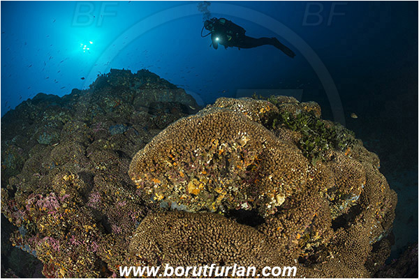 Island Lastovo, Croatia, Adriatic sea, Mediterranean sea, Cladocora caespitosa, Cladocora, Family: Scleractinia incertae sedis, Mediterranean pillow coral, Coral, Anthozoa, Cnidaria, Cnidarian, Reef, Diver