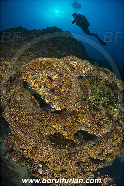 Island Lastovo, Croatia, Adriatic sea, Mediterranean sea, Cladocora caespitosa, Cladocora, Family: Scleractinia incertae sedis, Mediterranean pillow coral, Coral, Anthozoa, Cnidaria, Cnidarian, Reef, Diver