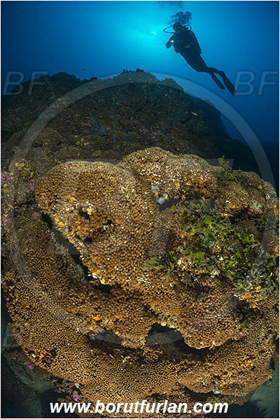 Island Lastovo, Croatia, Adriatic sea, Mediterranean sea, Cladocora caespitosa, Cladocora, Family: Scleractinia incertae sedis, Mediterranean pillow coral, Coral, Anthozoa, Cnidaria, Cnidarian, Reef, Diver