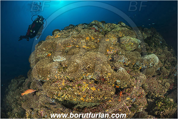 Island Lastovo, Croatia, Adriatic sea, Mediterranean sea, Cladocora caespitosa, Cladocora, Family: Scleractinia incertae sedis, Mediterranean pillow coral, Coral, Anthozoa, Cnidaria, Cnidarian, Reef, Diver