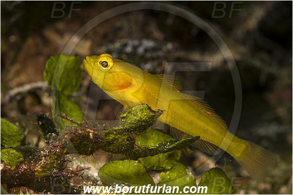 Island Lastovo, Croatia, Adriatic sea, Mediterranean sea, Gobius auratus, Gobius, Gobiidae, Golden goby, Goby, Fish