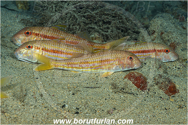 Island Lastovo, Croatia, Adriatic sea, Mediterranean sea, Mullus surmuletus, Mullus, Mullidae, Striped red mullet, Mullet, Goatfish, Fish