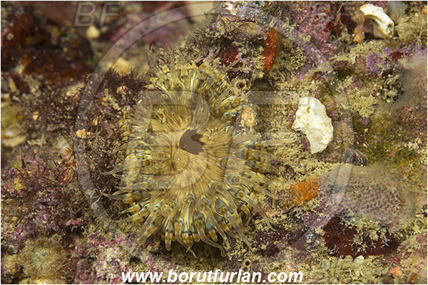 Piran, Slovenia, Adriatic sea, Mediterranean sea, Cereus pedunculatus, Cereus, Sagartiidae, Daisy anemone, Anemone, Anthozoa, Cnidaria, Cnidarian