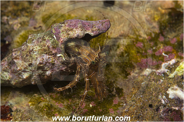 Piran, Slovenia, Adriatic sea, Mediterranean sea, Pagurus anachoretus, Pagurus, Paguridae, Crustacea, Crustacean, Long-armed Hermit Crab, Hermit crab, Crab