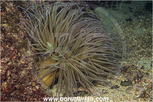 Rijeka, Croatia, Adriatic sea, Mediterranean sea, Anemonia sulcata, Anemonia, Actiniidae, Mediterranean snakelocks sea anemone, Anemone, Anthozoa, Cnidaria, Cnidarian