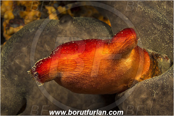 Rijeka, Croatia, Adriatic sea, Mediterranean sea, Halocynthia papillosa, Halocynthia, Pyuridae, Red sea squirt, Sea squirt, Ascidiacea, Tunicata, Tunicate