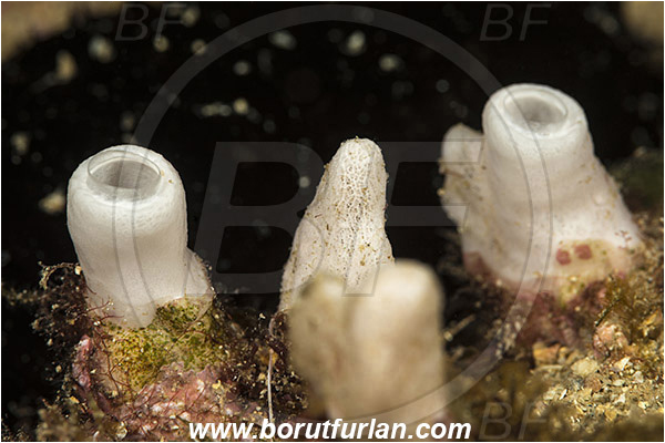 Rijeka, Croatia, Adriatic sea, Mediterranean sea, Sponge, Porifera, Unidentified