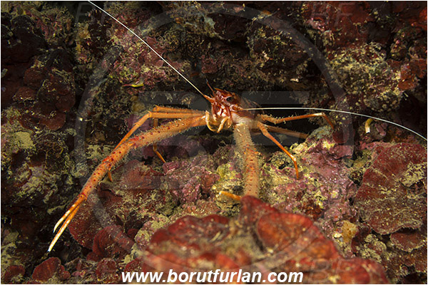 Rijeka, Croatia, Adriatic sea, Mediterranean sea, Munida rugosa, Munida, Munididae, Decapoda, Rugose squat lobster, Squat lobster, Crustacea, Crustacean