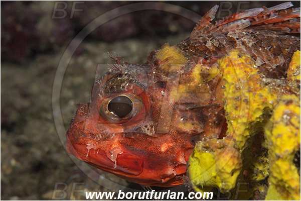 Rijeka, Croatia, Adriatic sea, Mediterranean sea, Scorpaena notata, Scorpaena, Scorpaenidae, Small red scorpionfish, Scorpionfish, Fish, Portrait