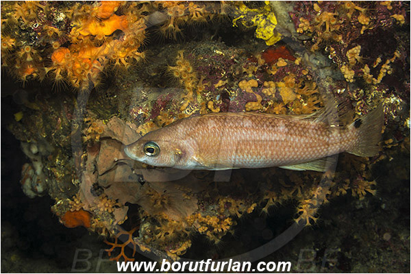 Rijeka, Croatia, Adriatic sea, Mediterranean sea, Acantholabrus palloni, Acantholabrus, Labridae, Scale-rayed wrasse, Wrasse, Fish