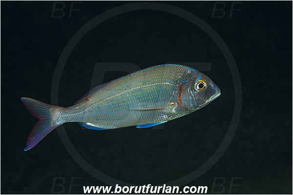 Rijeka, Croatia, Adriatic sea, Mediterranean sea, Pagellus erythrinus, Pagellus, Sparidae, Common pandora, Bream, Fish