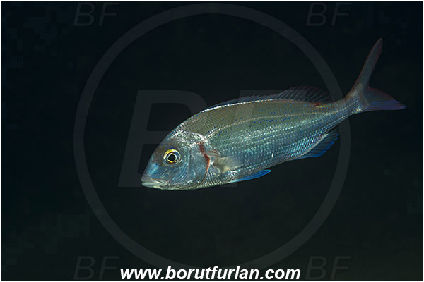 Rijeka, Croatia, Adriatic sea, Mediterranean sea, Pagellus erythrinus, Pagellus, Sparidae, Common pandora, Bream, Fish