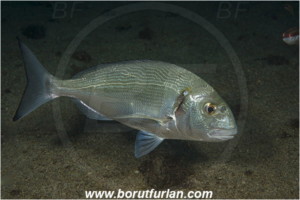 Rijeka, Croatia, Adriatic sea, Mediterranean sea, Sparus aurata, Sparus, Sparidae, Gilthead seabream, Bream, Fish