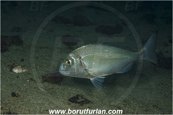 Rijeka, Croatia, Adriatic sea, Mediterranean sea, Sparus aurata, Sparus, Sparidae, Gilthead seabream, Bream, Fish
