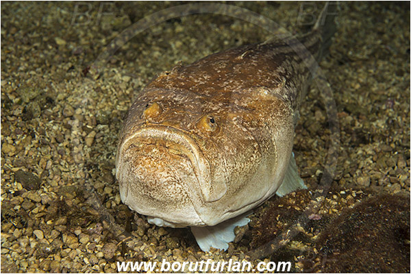 Rijeka, Croatia, Adriatic sea, Mediterranean sea, Uranoscopus scaber, Uranoscopus, Uranoscopidae, Atlantic stargazer, Stargazer, Fish