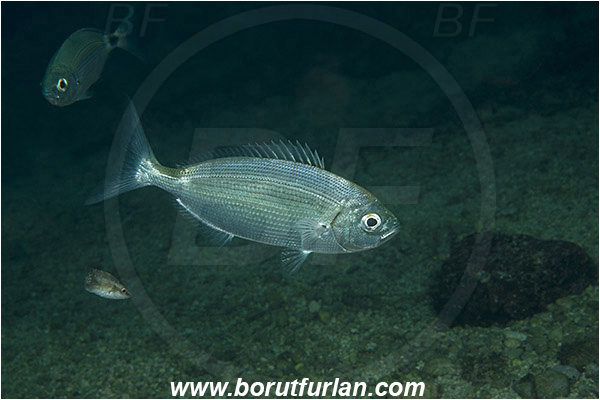 Rijeka, Croatia, Adriatic sea, Mediterranean sea, Oblada melanura, Oblada, Sparidae, Saddled seabream, Seabream, Fish