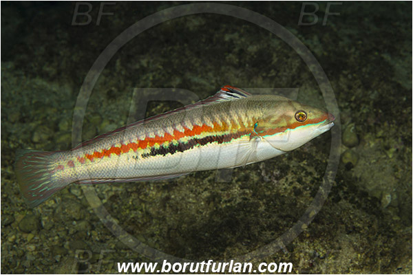 Rijeka, Croatia, Adriatic sea, Mediterranean sea, Coris julis, Coris, Labridae, Mediterranean rainbow wrasse, Wrasse, Fish, Male