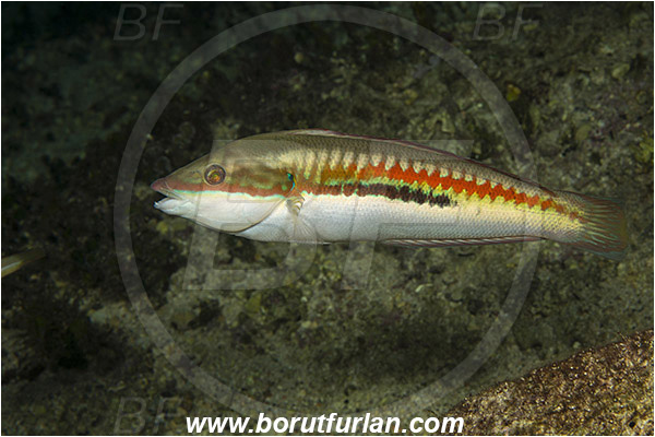 Rijeka, Croatia, Adriatic sea, Mediterranean sea, Coris julis, Coris, Labridae, Mediterranean rainbow wrasse, Wrasse, Fish, Male
