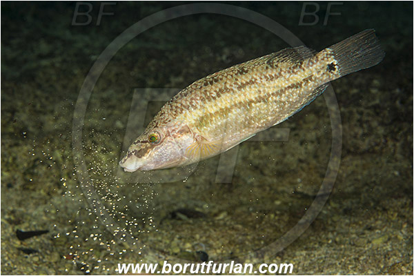 Rijeka, Croatia, Adriatic sea, Mediterranean sea, Symphodus tinca, Symphodus, Labridae, East Atlantic peacock wrasse, Female, Wrasse, Fish