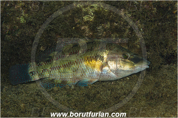 Rijeka, Croatia, Adriatic sea, Mediterranean sea, Symphodus tinca, Symphodus, Labridae, East Atlantic peacock wrasse, Male, Wrasse, Fish