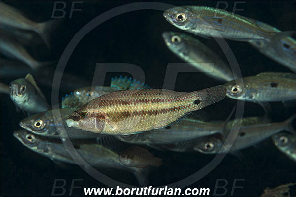 Rijeka, Croatia, Adriatic sea, Mediterranean sea, Spicara smaris, Spicara, Centracanthidae, Picarel, Symphodus tinca, Symphodus, Labridae, East Atlantic peacock wrasse, Female, Wrasse, Fish, Fish school