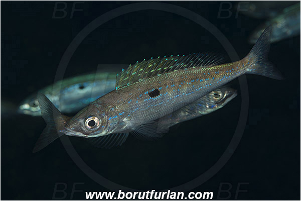 Rijeka, Croatia, Adriatic sea, Mediterranean sea, Spicara smaris, Spicara, Centracanthidae, Picarel, Fish