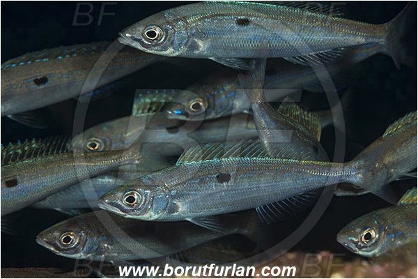 Rijeka, Croatia, Adriatic sea, Mediterranean sea, Spicara smaris, Spicara, Centracanthidae, Picarel, Fish, Fish school