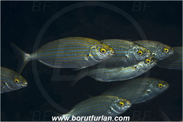 Rijeka, Croatia, Adriatic sea, Mediterranean sea, Sarpa salpa, Sarpa, Sparidae, Cow bream, Goldline, Bream, Fish, Fish school