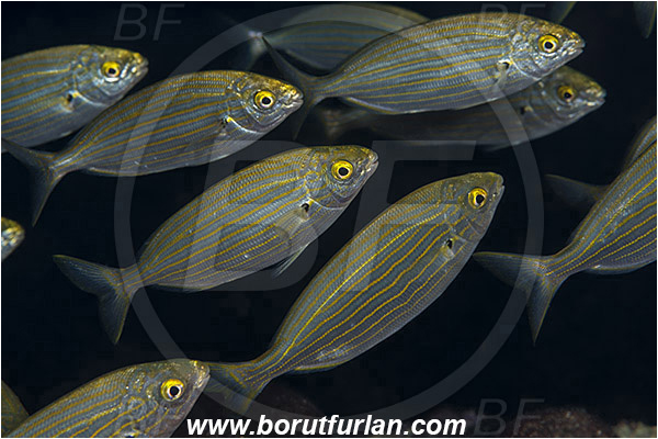 Rijeka, Croatia, Adriatic sea, Mediterranean sea, Sarpa salpa, Sarpa, Sparidae, Cow bream, Goldline, Bream, Fish, Fish school