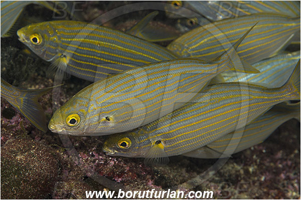 Rijeka, Croatia, Adriatic sea, Mediterranean sea, Sarpa salpa, Sarpa, Sparidae, Cow bream, Goldline, Bream, Fish, Fish school, Feeding