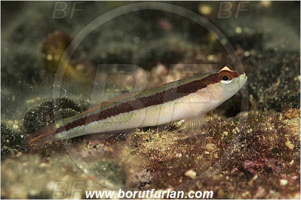 Rijeka, Croatia, Adriatic sea, Mediterranean sea, Gobius vittatus, Gobius, Gobiidae, Striped goby, Goby, Fish
