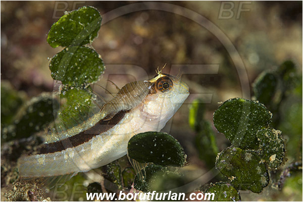 Rijeka, Croatia, Adriatic sea, Mediterranean sea, Parablennius rouxi, Parablennius, Blenniidae, Longstriped blenny, Blenny, Fish, Anilocra physodes, Anilocra, Parasitic isopod, Parasite, Isopod, Cymothoidae, Malacostraca, Crustacea, Crustacean, Parasitism