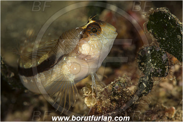 Rijeka, Croatia, Adriatic sea, Mediterranean sea, Parablennius rouxi, Parablennius, Blenniidae, Longstriped blenny, Blenny, Fish, Anilocra physodes, Anilocra, Parasitic isopod, Parasite, Isopod, Cymothoidae, Malacostraca, Crustacea, Crustacean, Parasitism