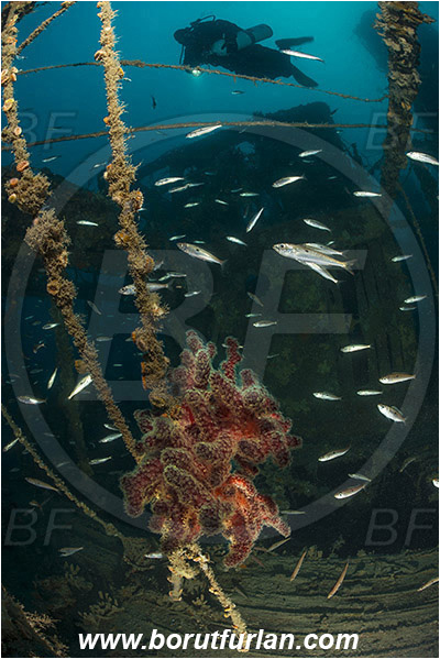 Plomin, Istria, Croatia, Adriatic sea, Mediterranean sea, Wreck Vis, Wreck, Vis, Diver, Alcyonium palmatum, Alcyonium, Alcyoniidae, Dead man