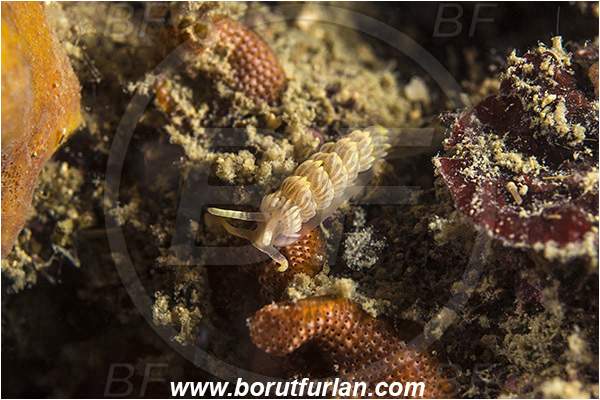 Piran, Slovenia, Adriatic sea, Mediterranean sea, Berghia coerulescens, Berghia, Aeolidiidae, Aeolid nudibranch, Nudibranch, Sea slug, Gastropoda, Mollusca