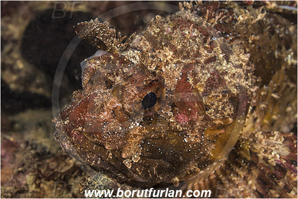 Piran, Slovenia, Adriatic sea, Mediterranean sea, Scorpaena porcus, Scorpaena, Scorpaenidae, Brown scorpionfish, Scorpionfish, Fish, Portrait