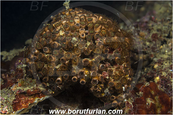 Piran, Slovenia, Adriatic sea, Mediterranean sea, Cladocora caespitosa, Cladocora, Family: Scleractinia incertae sedis, Mediterranean pillow coral, Coral, Anthozoa, Cnidaria, Cnidarian