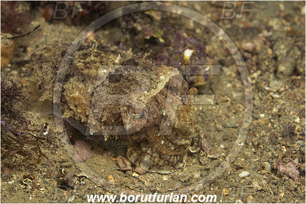 Piran, Slovenia, Adriatic sea, Mediterranean sea, Sepia elegans, Sepia, Sepiidae, Elegant cuttlefish, Cuttlefish, Cephalopoda, Mollusca, Mollusc