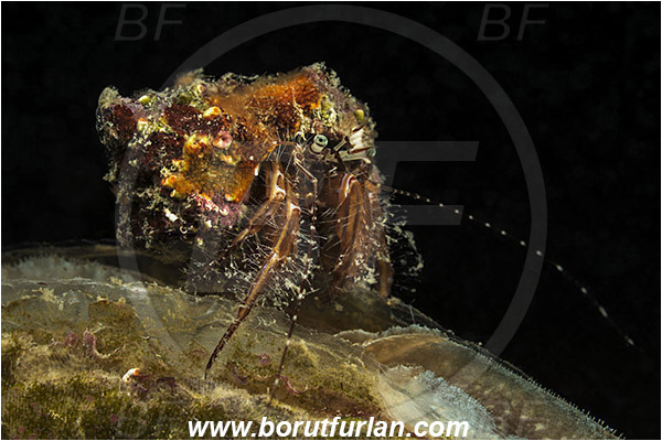 Piran, Slovenia, Adriatic sea, Mediterranean sea, Pagurus anachoretus, Pagurus, Paguridae, Crustacea, Crustacean, Long-armed Hermit Crab, Hermit crab, Crab