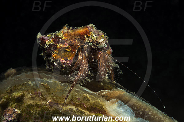 Piran, Slovenia, Adriatic sea, Mediterranean sea, Pagurus anachoretus, Pagurus, Paguridae, Crustacea, Crustacean, Long-armed Hermit Crab, Hermit crab, Crab