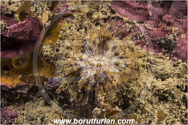 Piran, Slovenia, Adriatic sea, Mediterranean sea, Cereus pedunculatus, Cereus, Sagartiidae, Daisy anemone, Anemone, Anthozoa, Cnidaria, Cnidarian