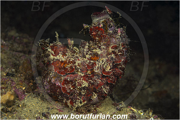 Piran, Slovenia, Adriatic sea, Mediterranean sea, Microcosmus vulgaris, Microcosmus, Pyuridae, Sea squirt, Ascidiacea, Tunicata, Tunicate